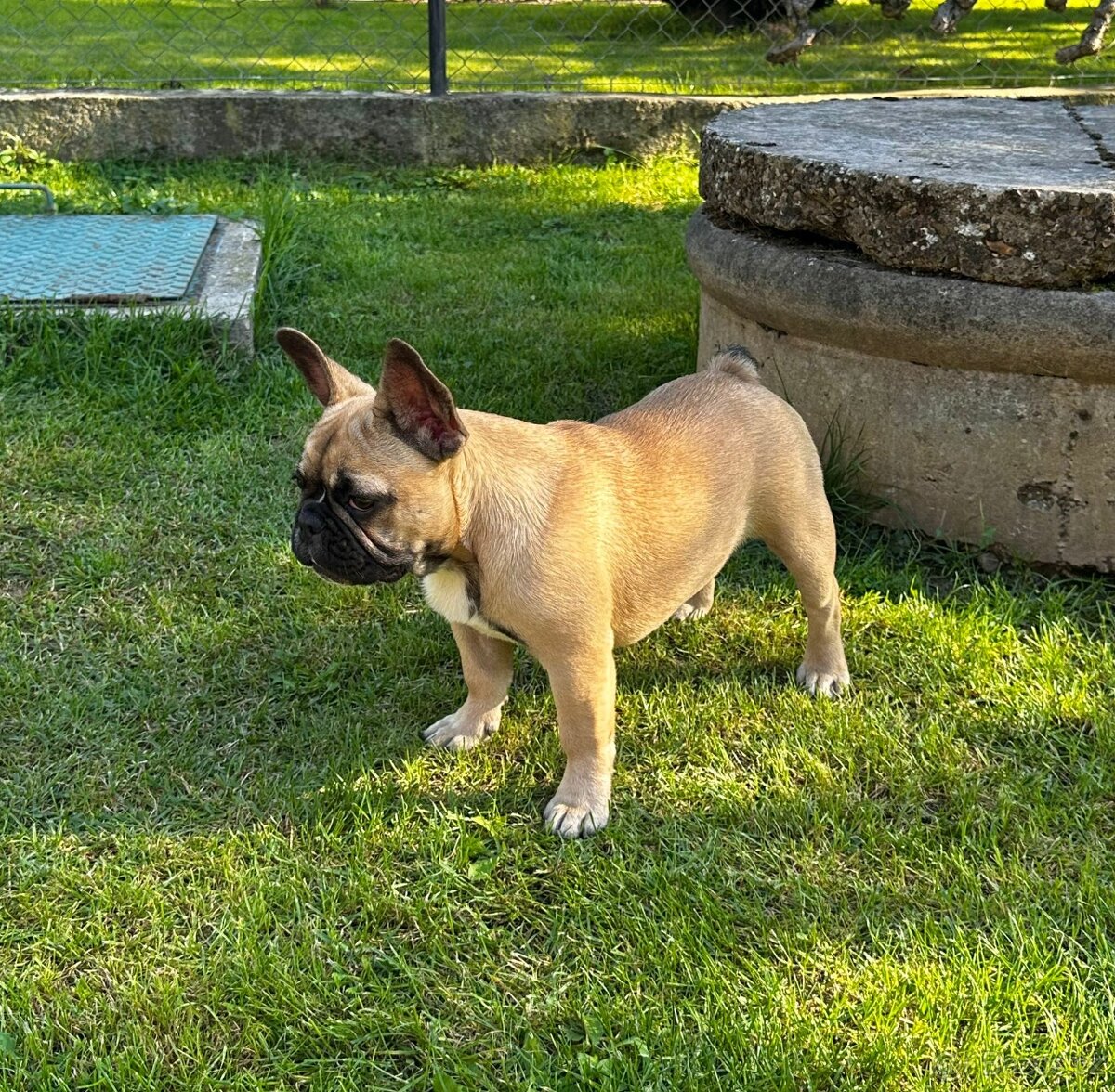 Francouzský buldoček s PP (FCI) - fawn fenečka s rodokmeňom - 2