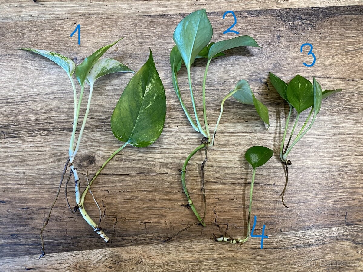 Epipremnum – zakořeněné řízky (panašované i klasické) - 2