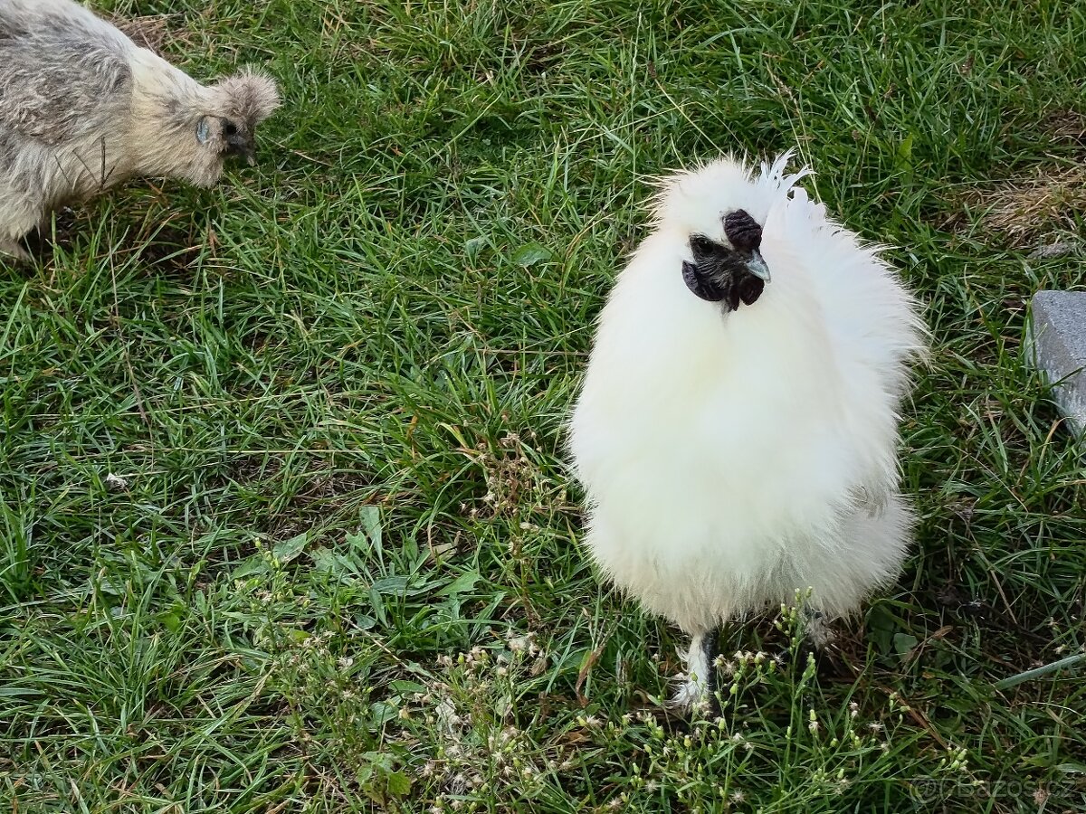 Hedvabnička kohoutek - 2