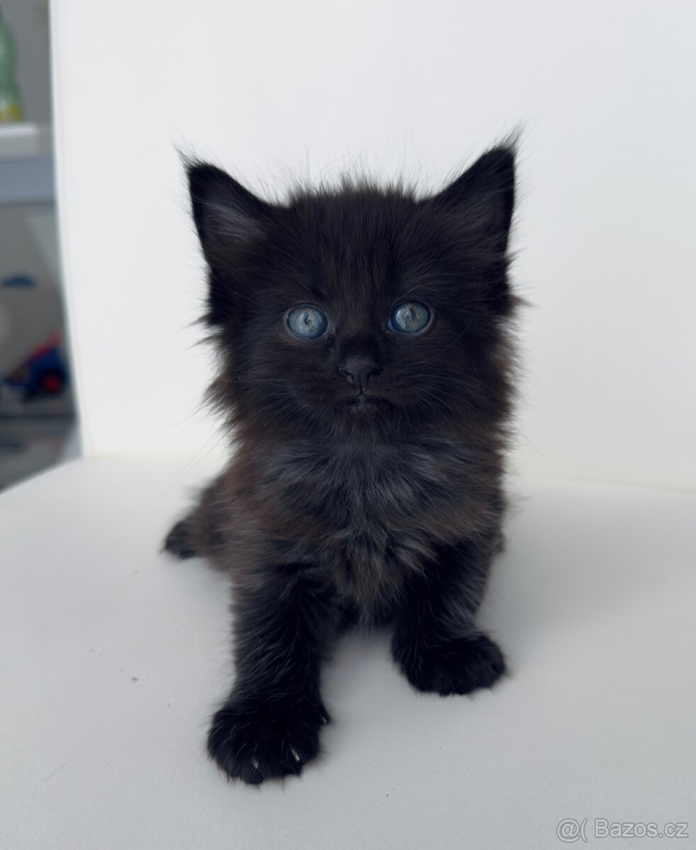 Mainská mývalí - 2