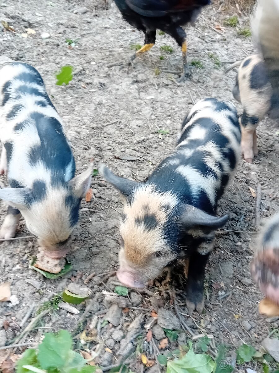 Selátka Kune kune - 2