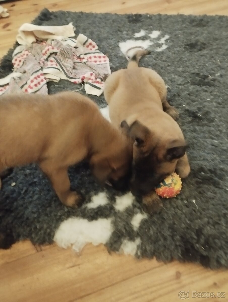 Malinois - štěňata s PP - 2