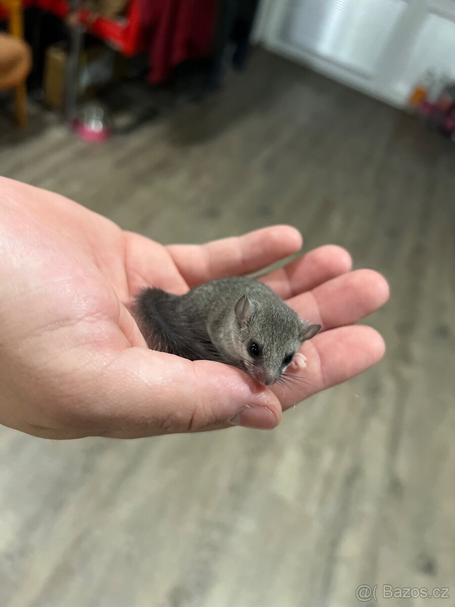 Plšík africký - 2