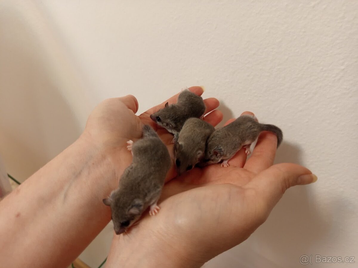 Plšík africký - 2