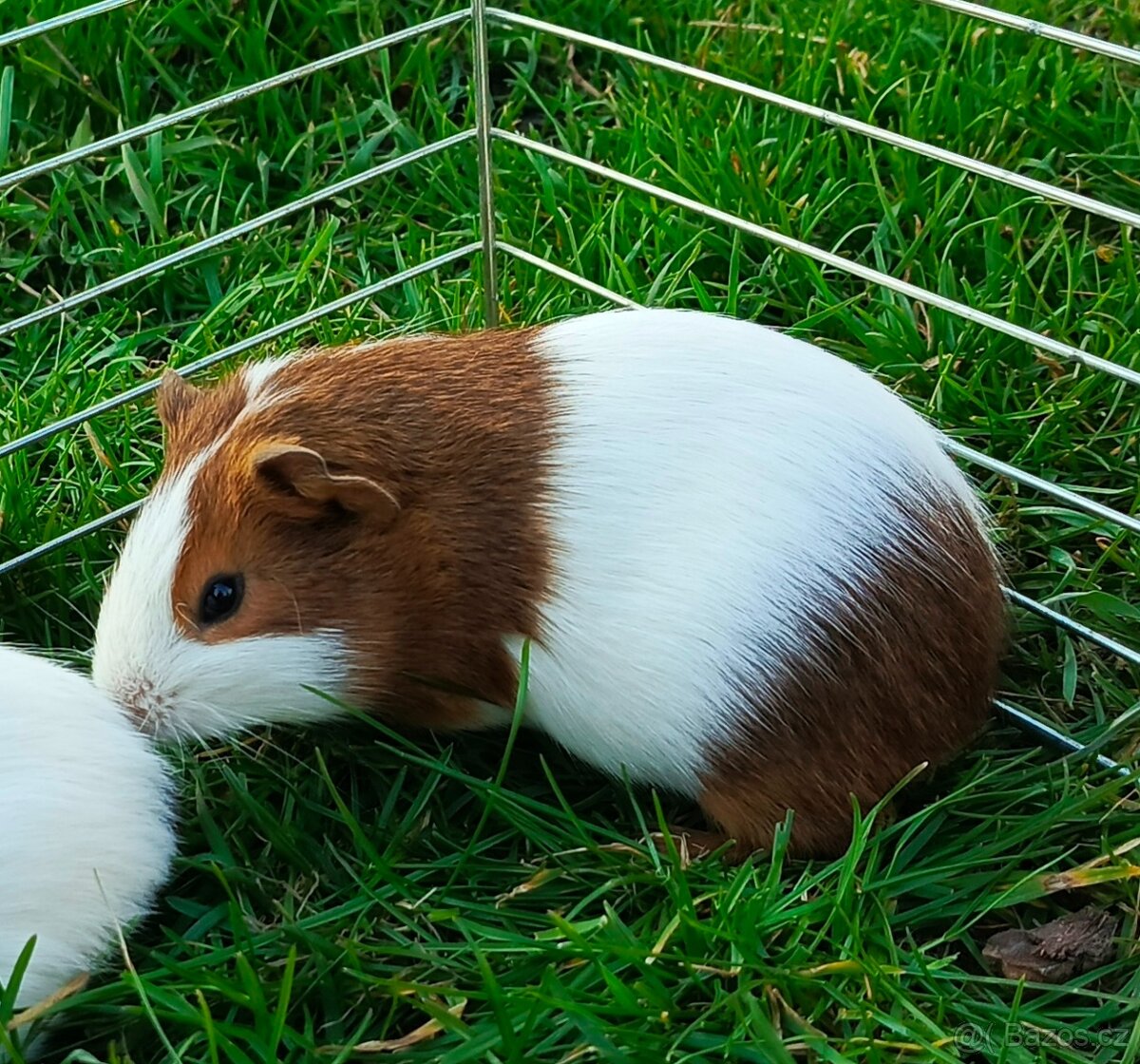 Morčata na prodej - 2