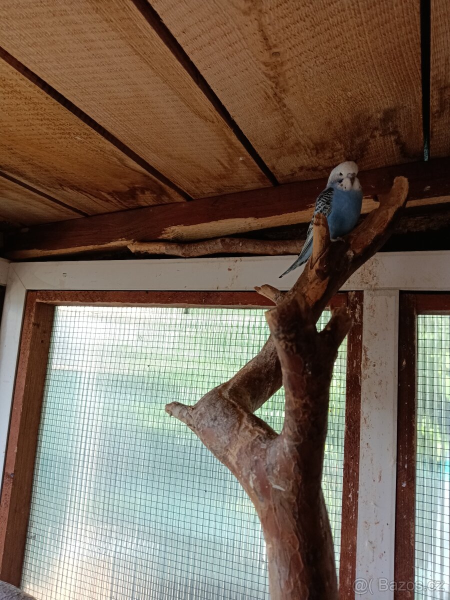 Andulka vlnkovaná - 2