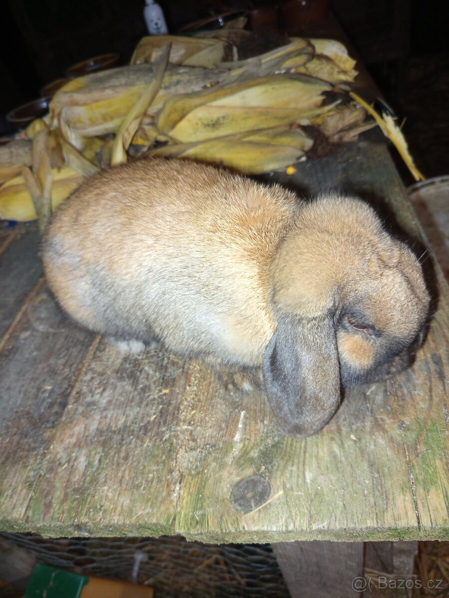 Zakrslý beran durynský - 2