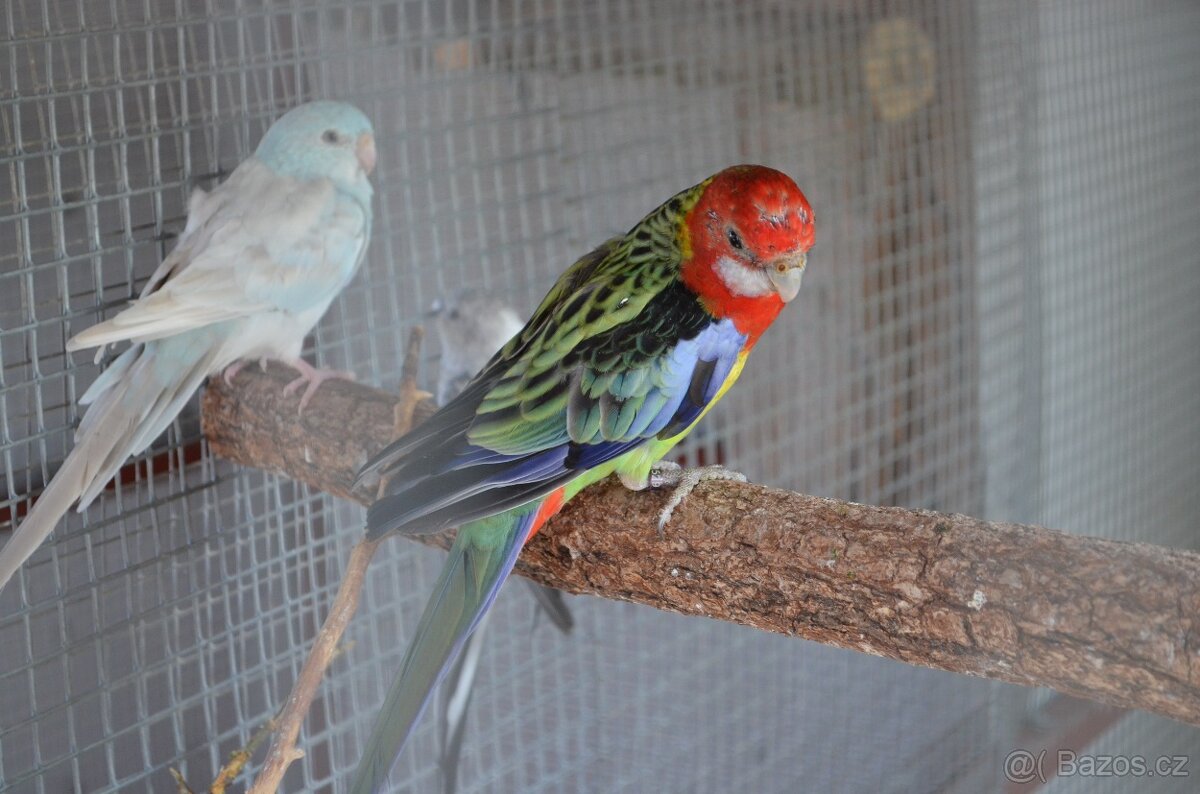 Prodám Rosela pestrá - 2