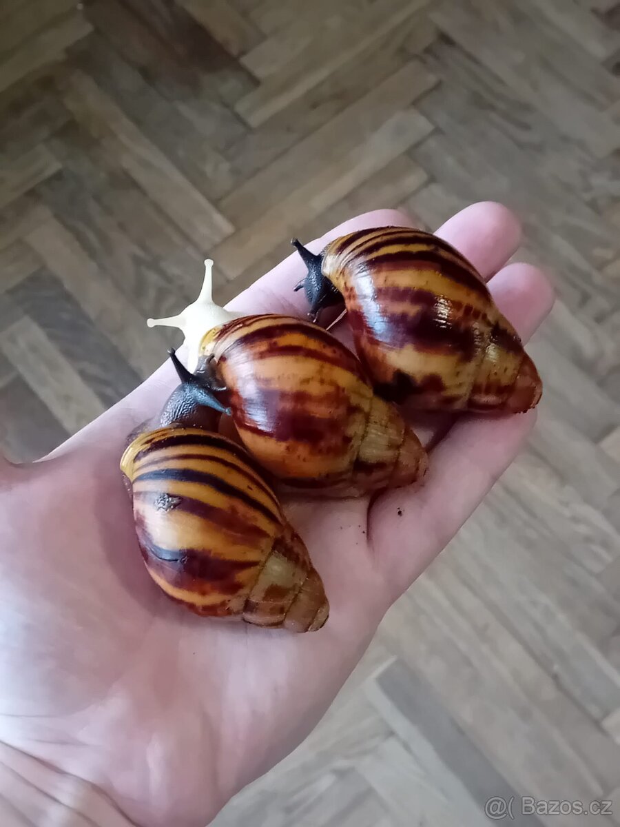 Africký šnek archachatina marginata suturalis - 2