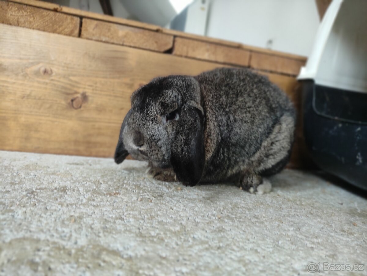 Zakrslý beránek - 2