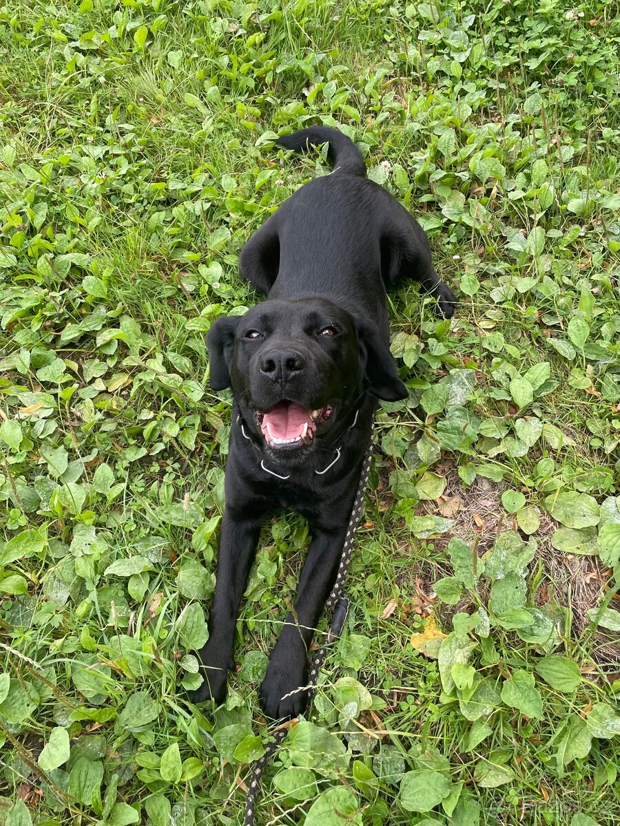 Daruji - Labradorský retrívr, samec, 9 let - 2