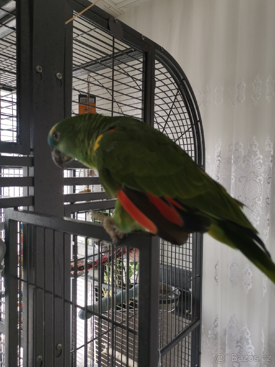 papoušky pouze komplet klec +2 papoušky - 2