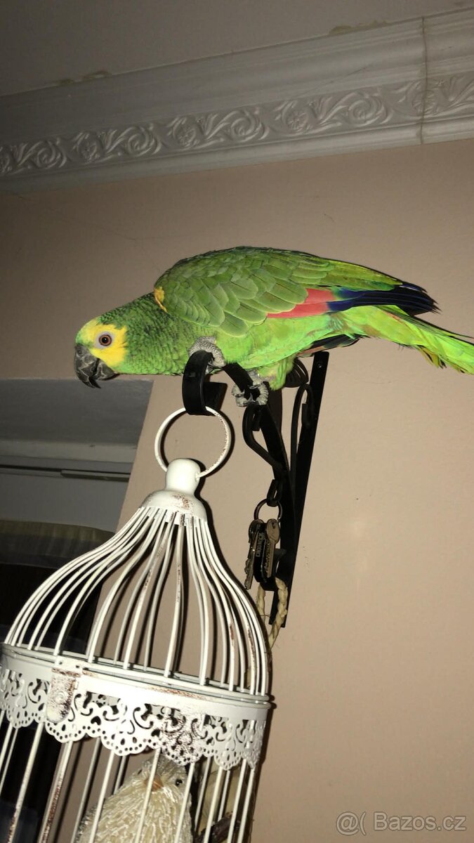 Amazoňan modročelý - 2