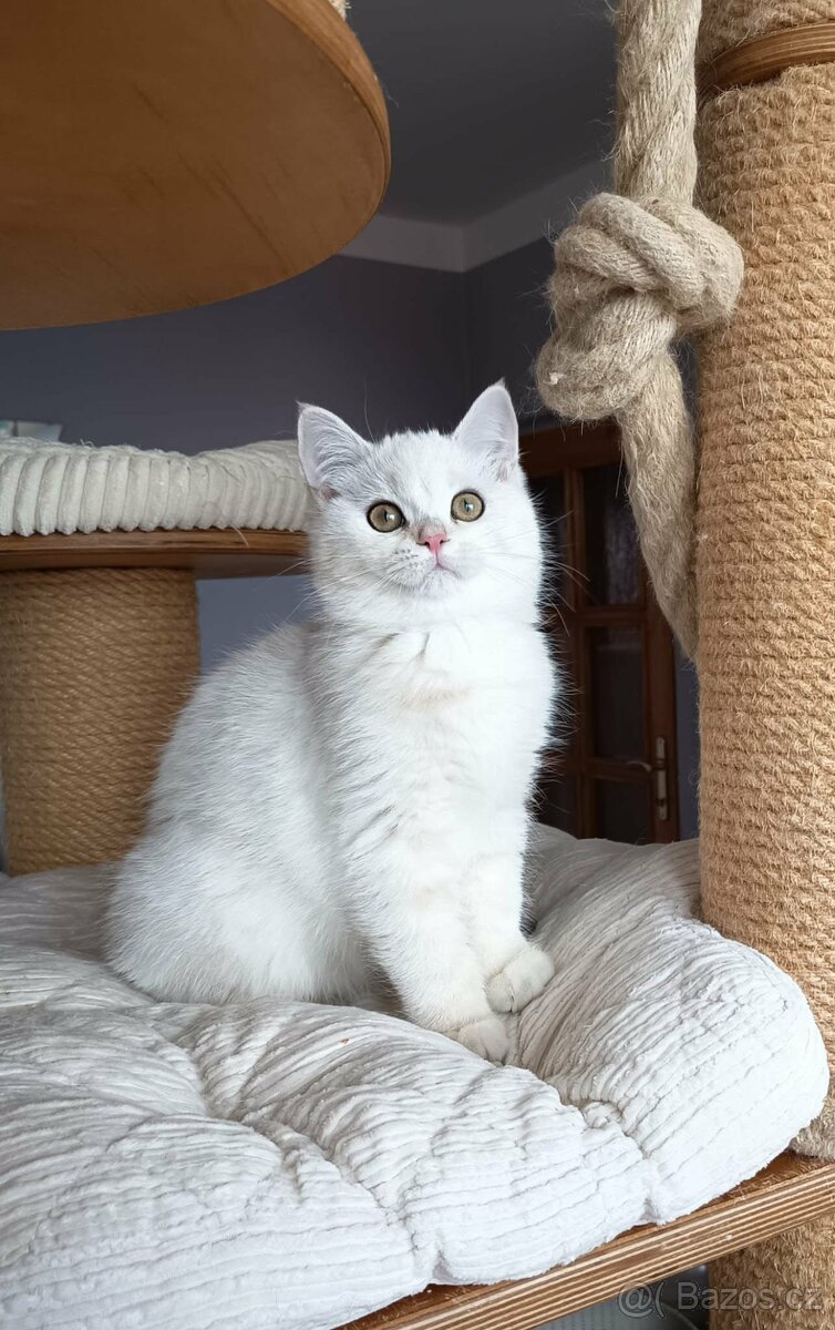 Koťátka britské kočky s PP - 2