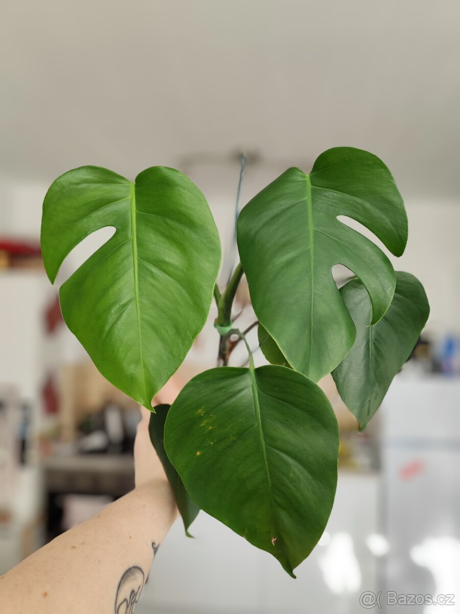Monstera deliciosa - 2