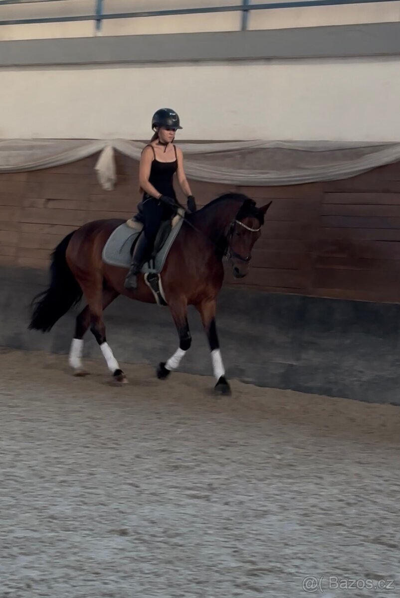 Drezúrna pony kobylka - 2