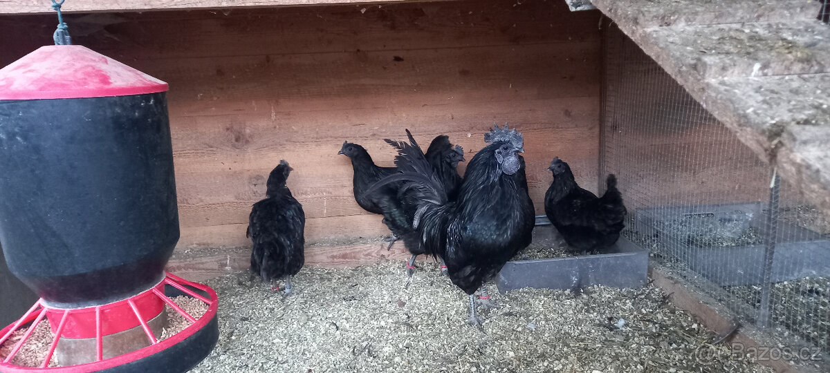 Ayam cemani - násadová vejce - 2
