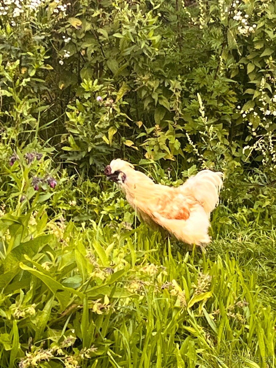 Hedvábnička kohoutek - 2