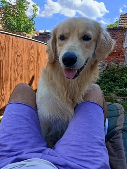 Zlatý retrívr bez PP 🐶 - 2