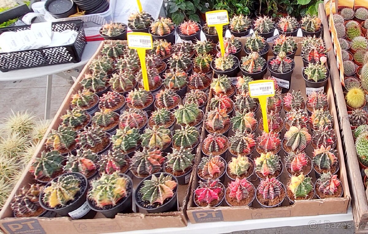 Kaktus Gym. mihanovichii 'variegata' - 2