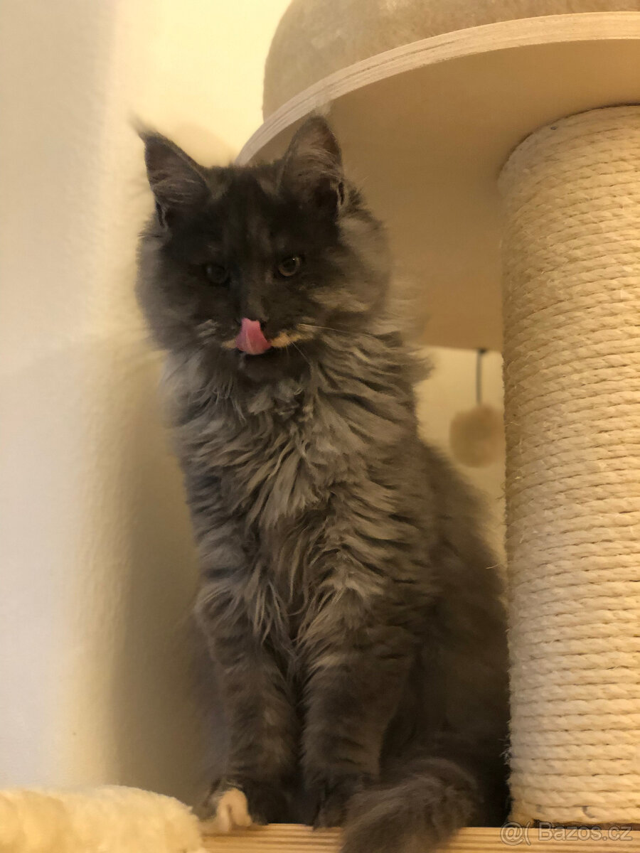 Mainská mývalí s PP - 2