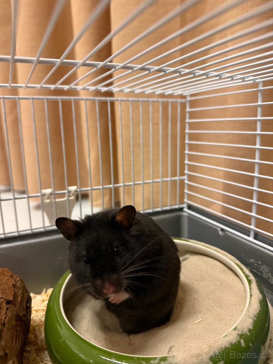 Křeček Syrský kratkosrsty - 2