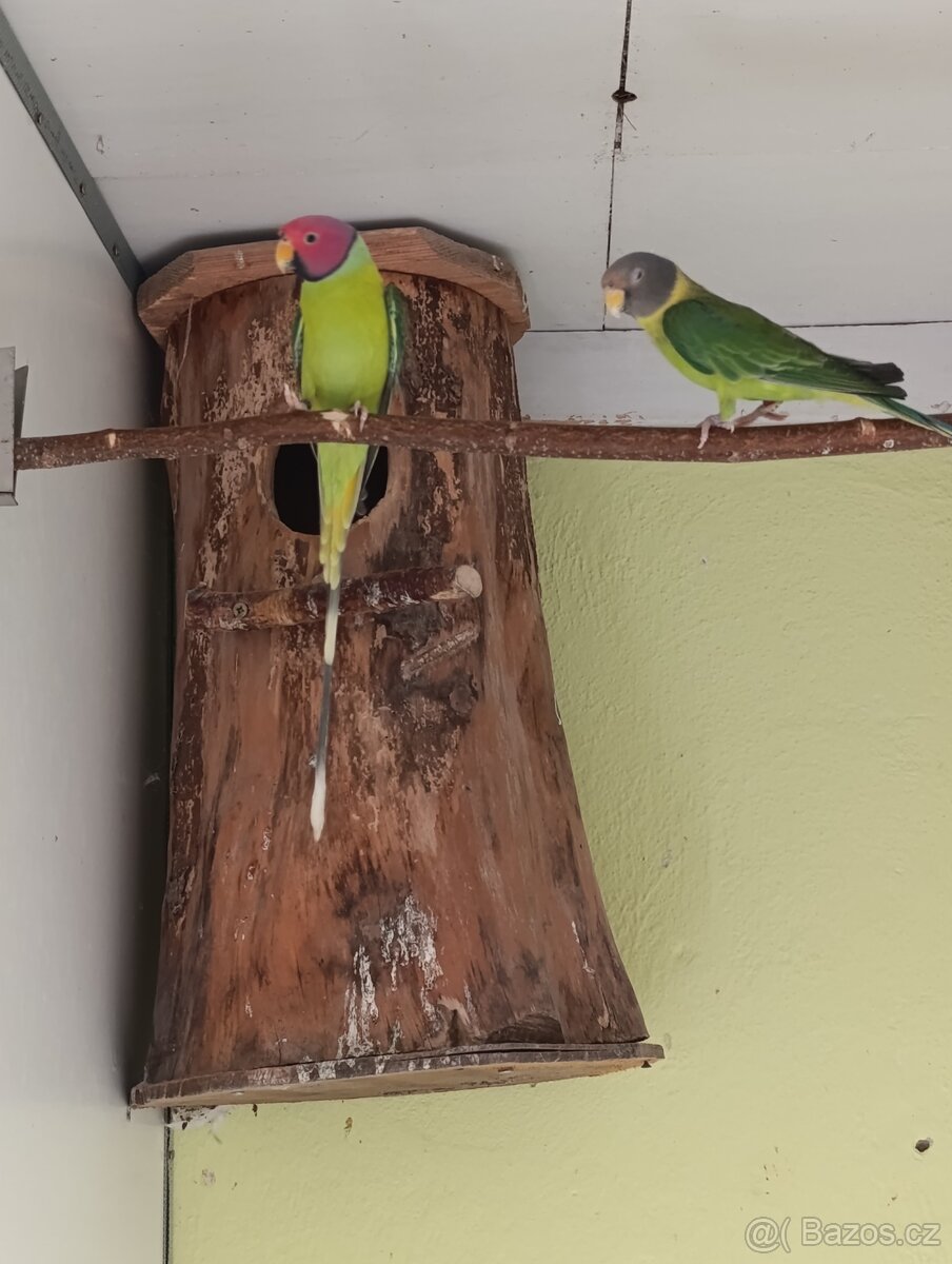 Alexander rudohlavý - 2