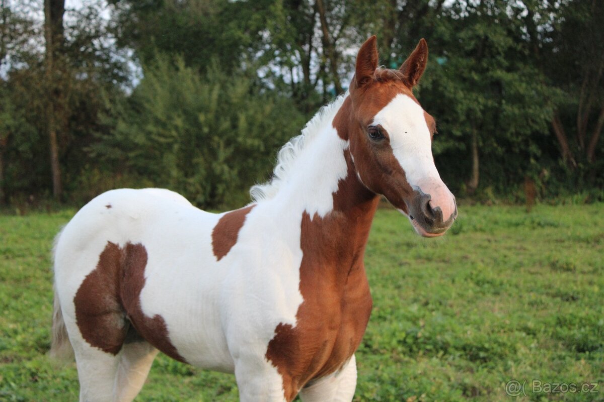 APH klisna po Cat Prints - 2