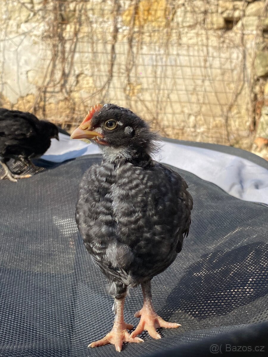 Kuřata 4 týdny - 2