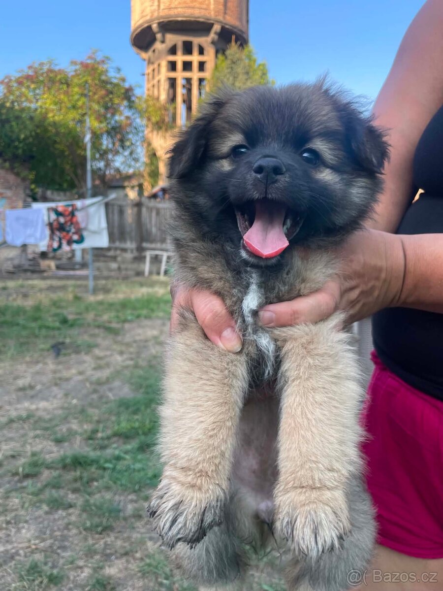 Pomeraniana německý špic - 2