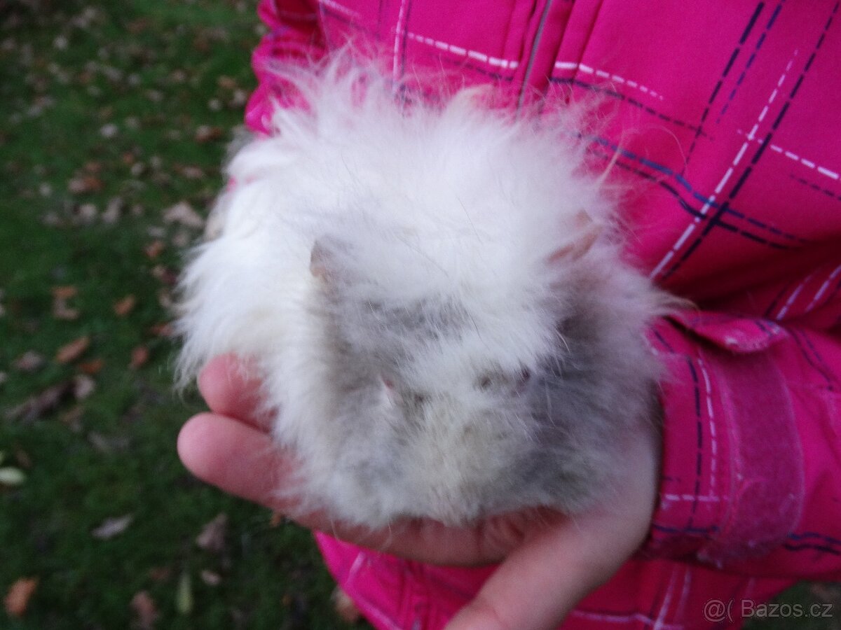 Dlouhosrsté morče - alpaka - mladá samička na mazlíka - 2