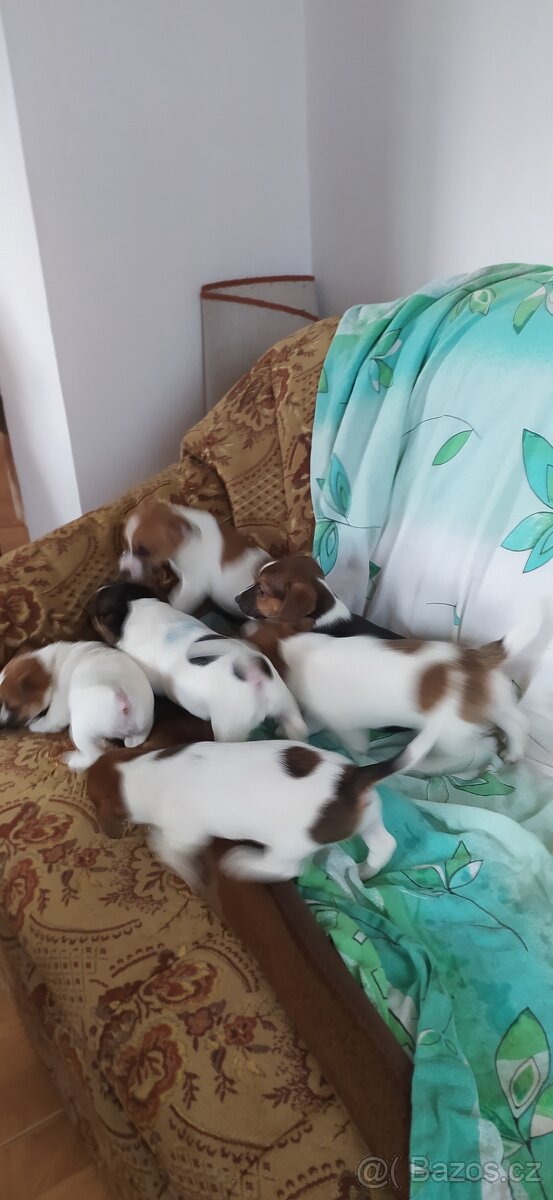 Jack Russell teriér - 2