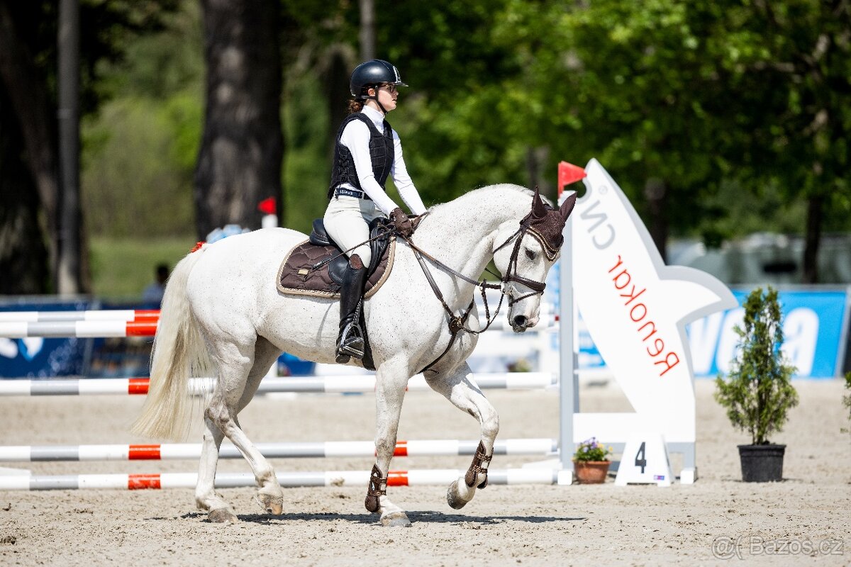 10 letá oldenburská klisna - 2