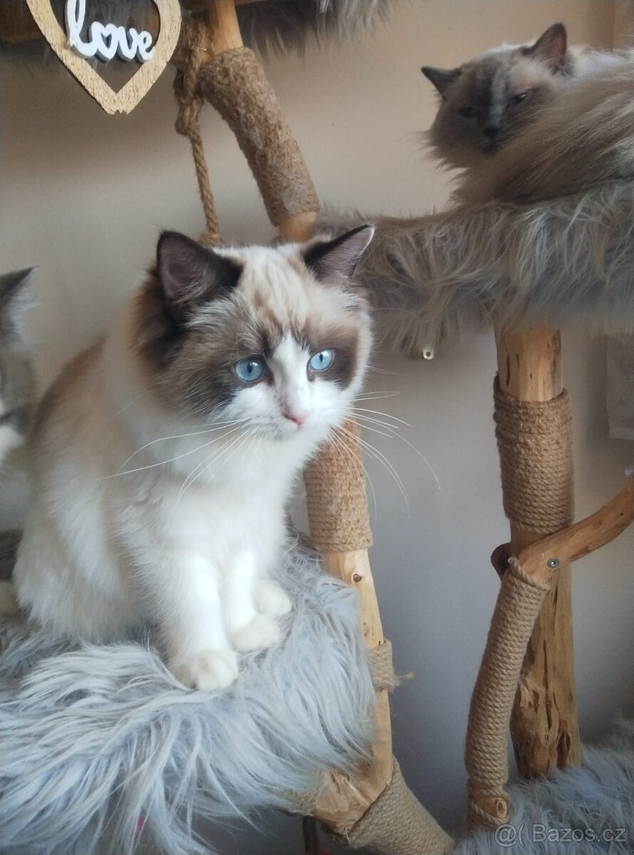 Super koťátka Ragdoll - 2