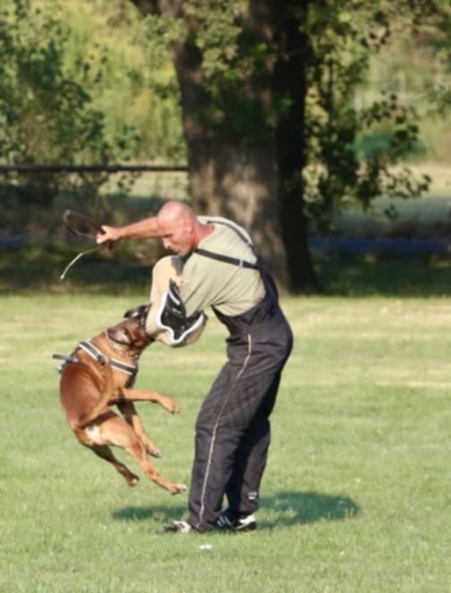 Německý boxer - krytí - 2