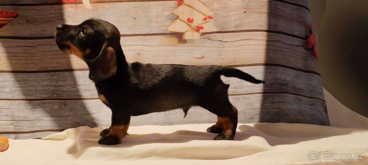 Jezevčík drsnosrstý trpasličí - 2