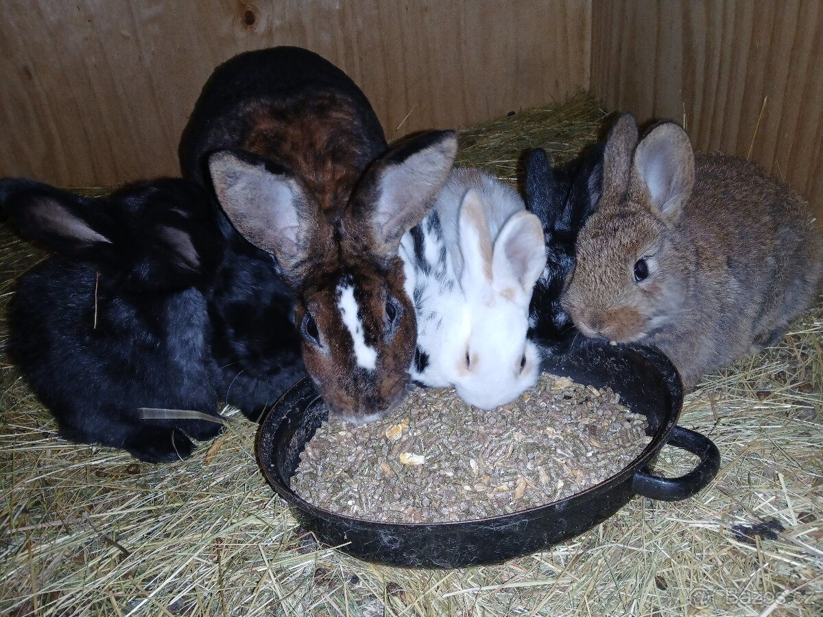 Králíci 2 a půl měsíce - 2