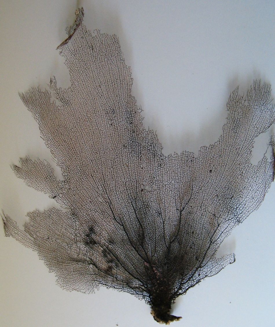 Gorgonie vějířovitá - 2