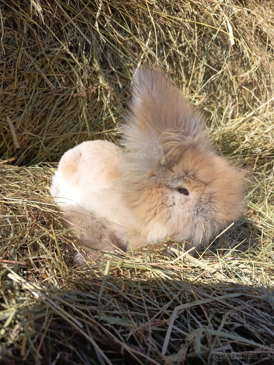 Anglická angora klučík - 2
