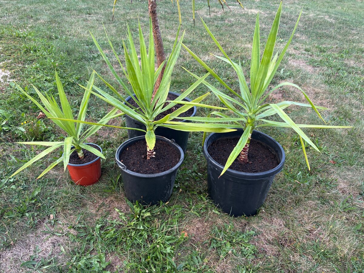 Yucca gloriosa 40-60cm výška - 2