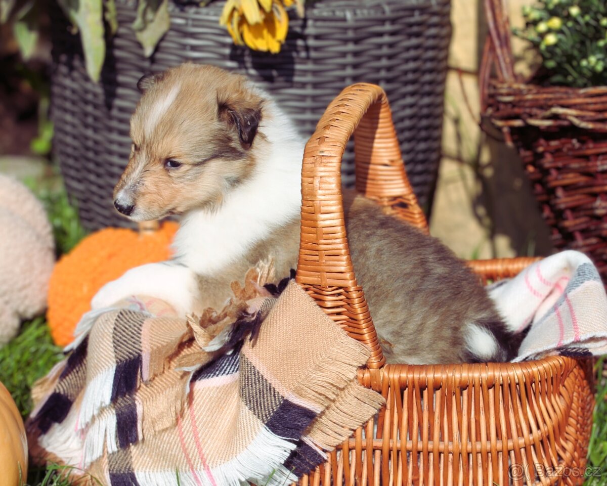 Dlouhosrstá kolie - 2