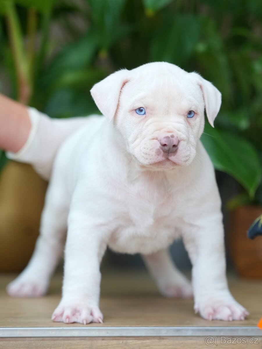 American Bully XL/XXL - 2