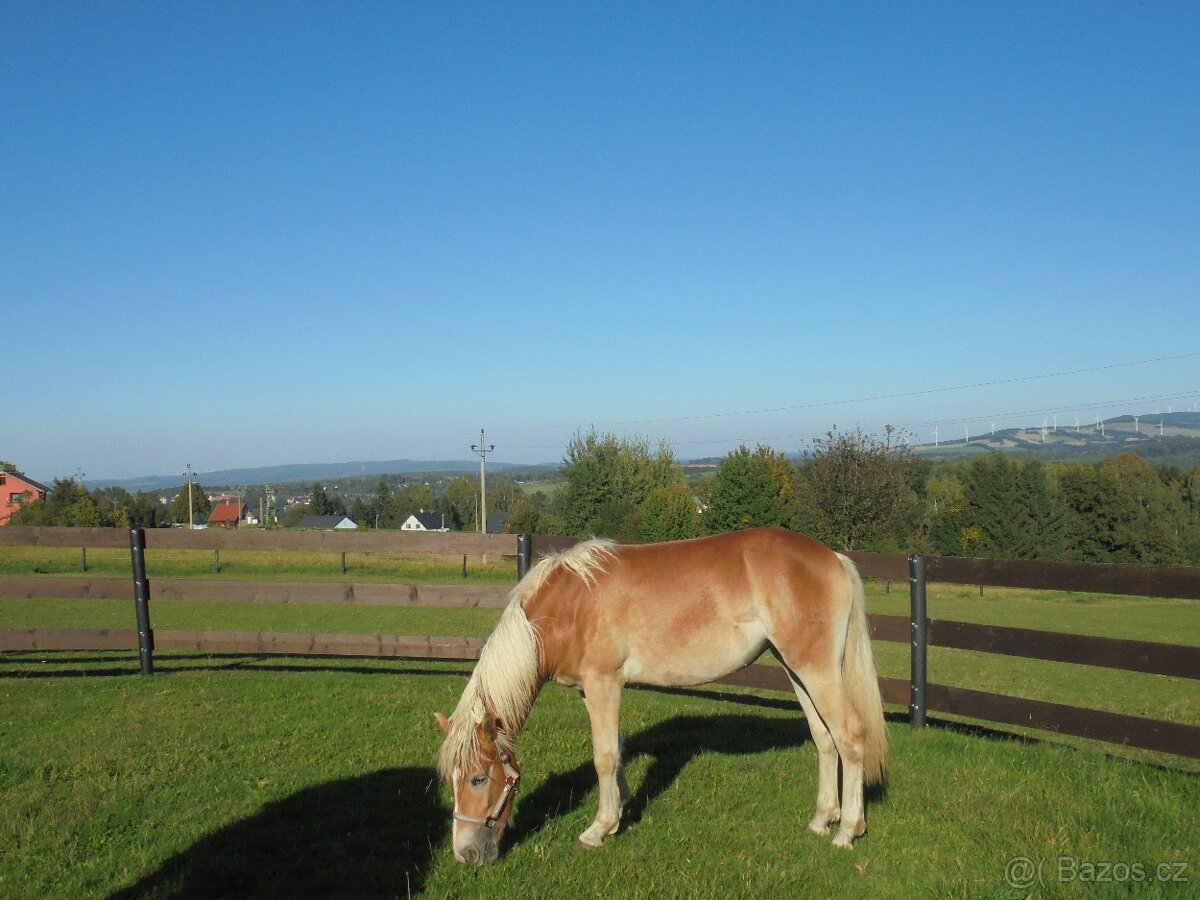 Prodám klisnu Hafling - 2