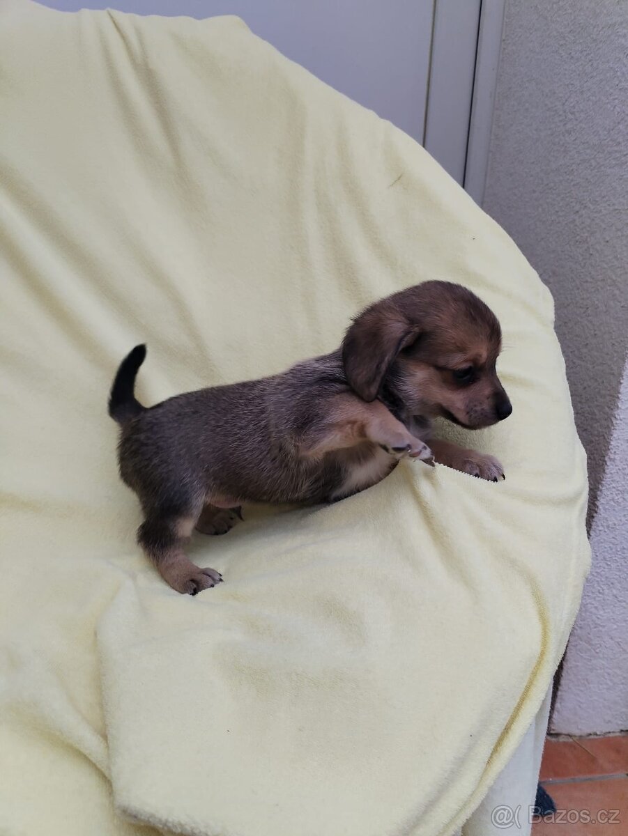 Jezevčík trpasličí - 2