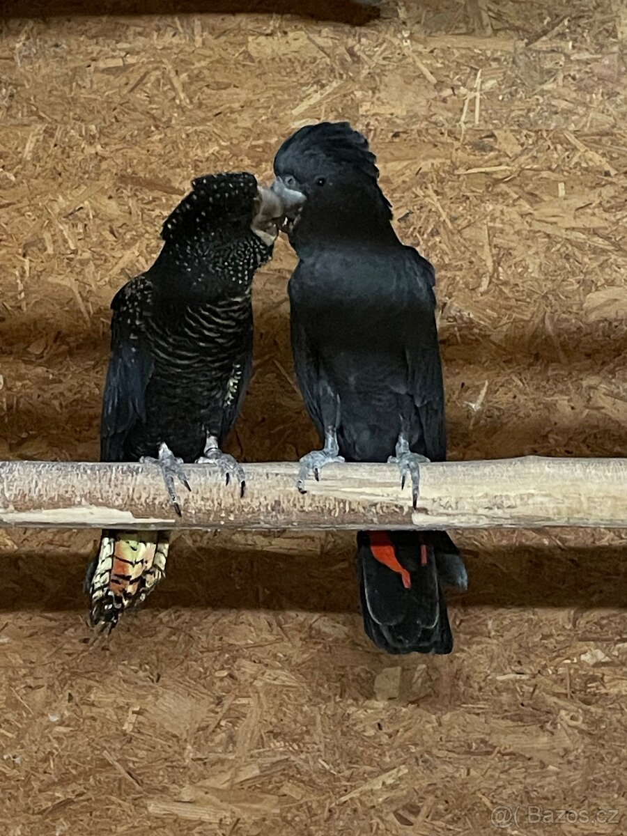 Kakadu Havraní Banksi Banksi - 2