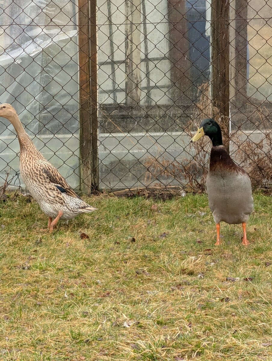 Indický běžec - 2