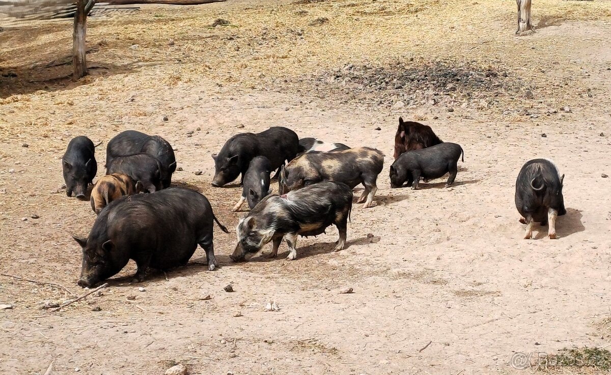 Miniprasátka z Götingenu prodám - 2