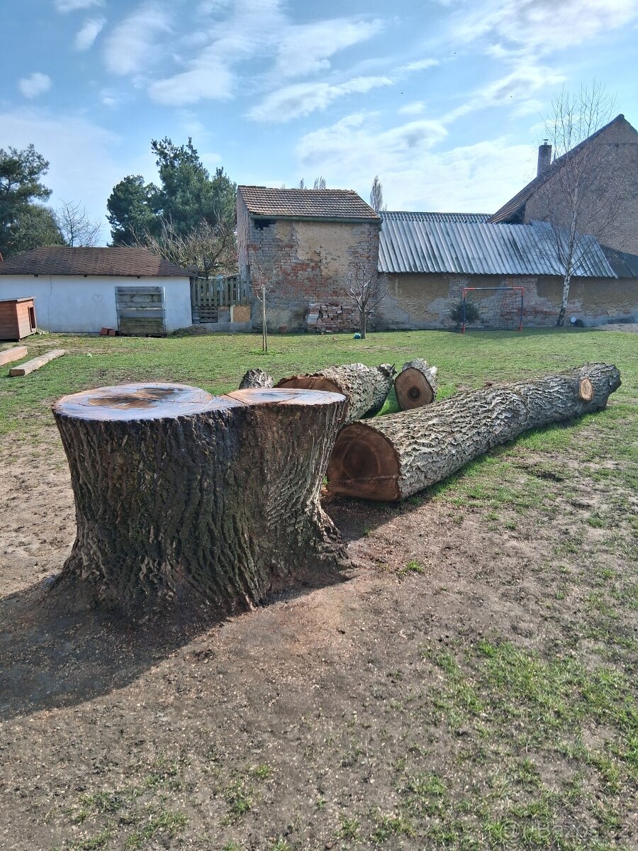 Kmen ořechů - 2