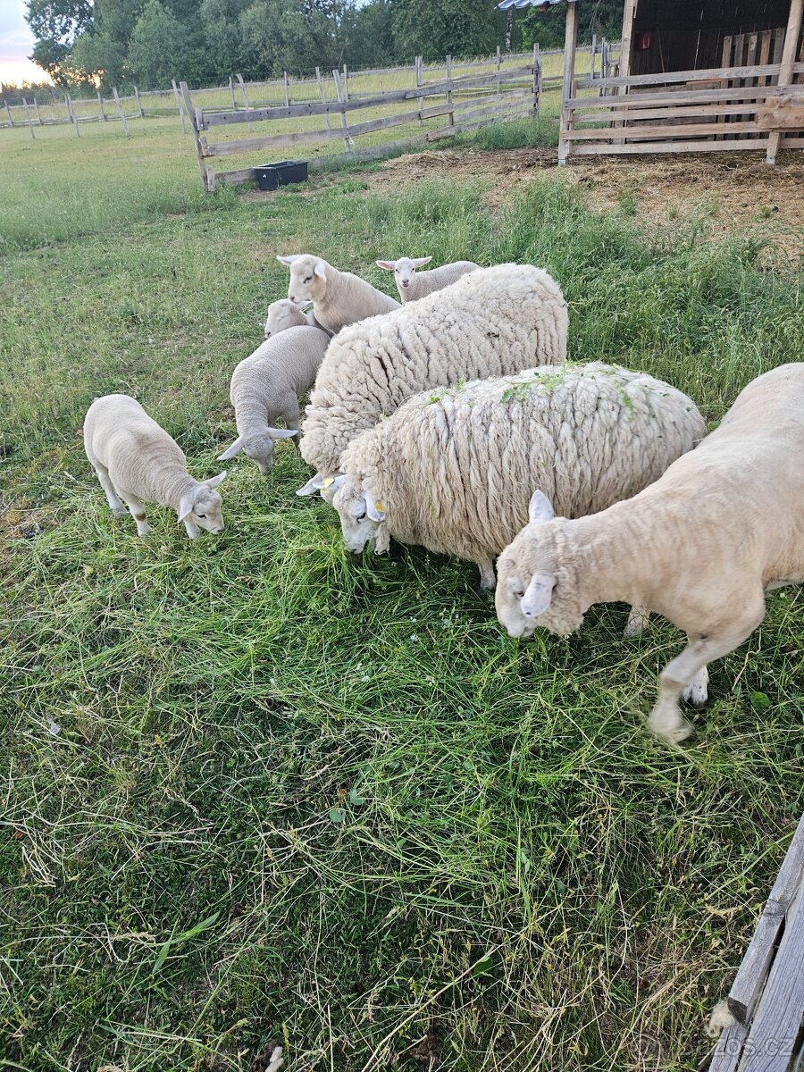 jehňata a ovce texel - 2