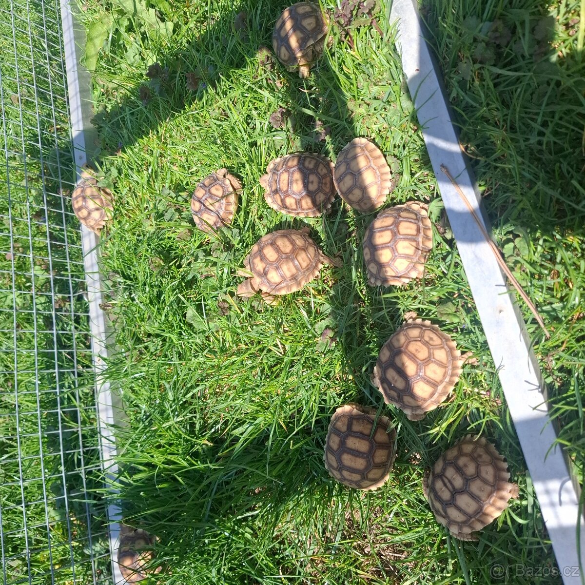 Sulcata - 2